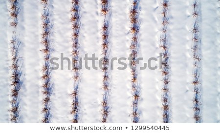 aerial-view-blueberry-field-winter-450w-1299540445.jpg