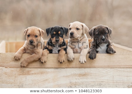 american-staffordshire-terrier-puppies-sitting-450w-1048123303.jpg