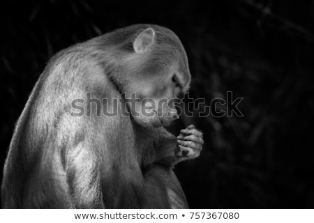 baboon-monkey-thinking-like-man-450w-757367080.jpg