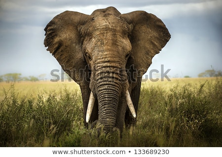 background-elephant-450w-133689230.jpg