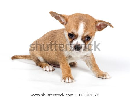 chihuahua-puppy-front-white-background-450w-111019328.jpg