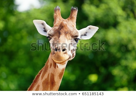 closeup-giraffe-front-some-green-450w-651185143.jpg