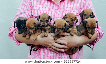 dachshund-puppy-portrait-outdoors-many-450w-516537724.jpg
