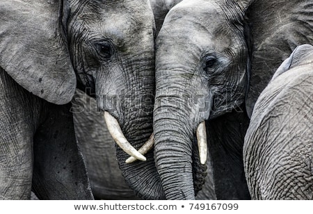 elephants-450w-749167099.jpg