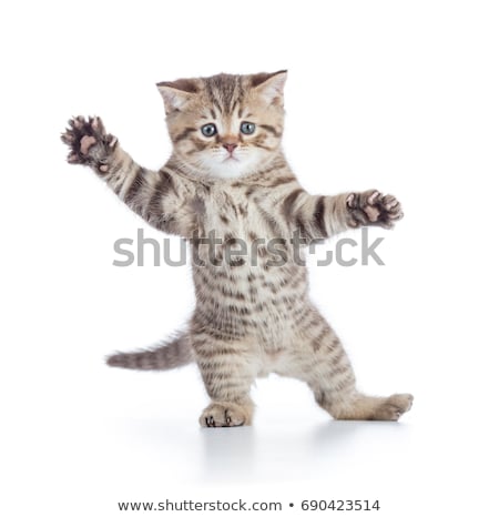 funny-kitten-cat-standing-dancing-450w-690423514.jpg