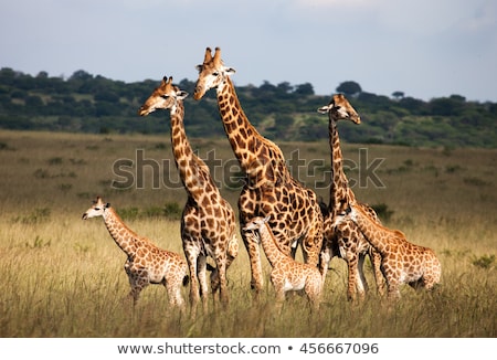 giraffe-family-450w-456667096.jpg