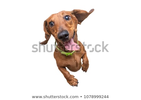 happy-brown-dachshund-jumping-on-450w-1078999244.jpg