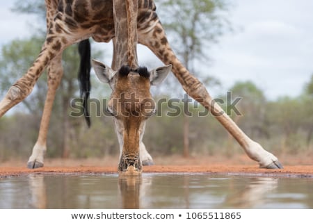 horizontal-close-colour-image-giraffe-450w-1065511865.jpg
