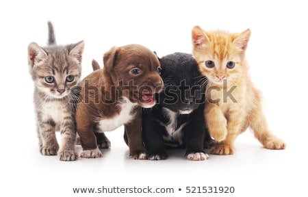 kittens-puppies-isolated-on-white-450w-521531920.jpg