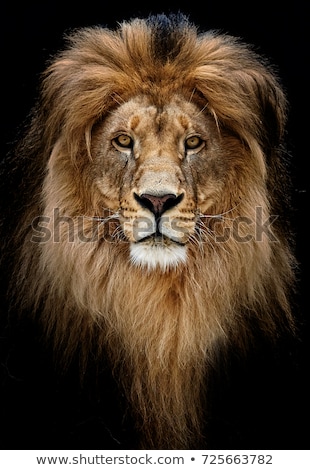portrait-beautiful-lion-dark-450w-725663782.jpg