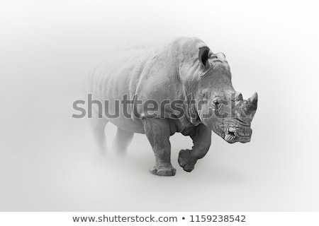 rhino-wildlife-art-collection-white-450w-1159238542.jpg