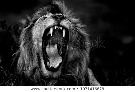 roar-lion-ngorongoro-conservatio-area-450w-1071416678.jpg