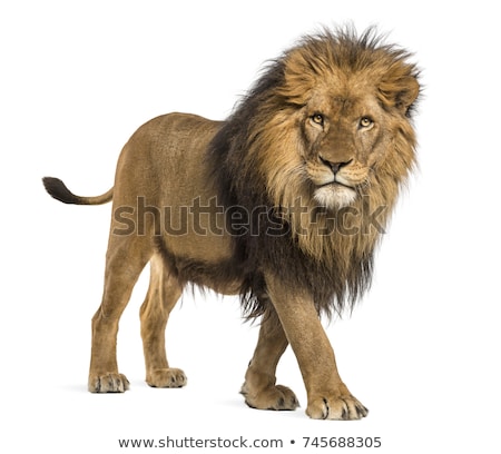side-view-lion-walking-looking-450w-745688305.jpg