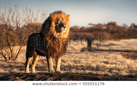 single-lion-looking-regal-standing-450w-555551179.jpg
