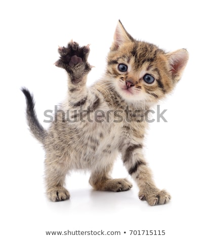 small-brown-kitten-isolated-on-450w-701715115.jpg