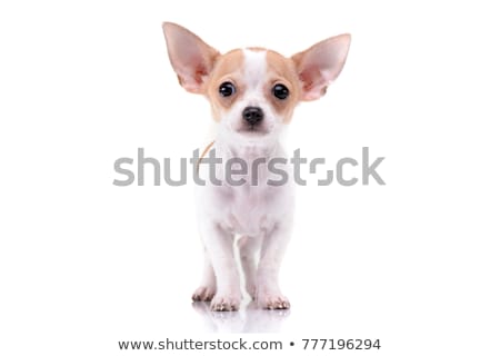 studio-shot-adorable-chihuahua-puppy-450w-777196294.jpg
