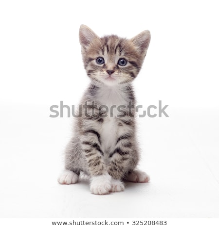 tabby-kitten-sitting-on-white-450w-325208483.jpg