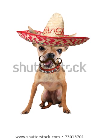 tiny-chihuahua-sombrero-hat-on-450w-73013701.jpg