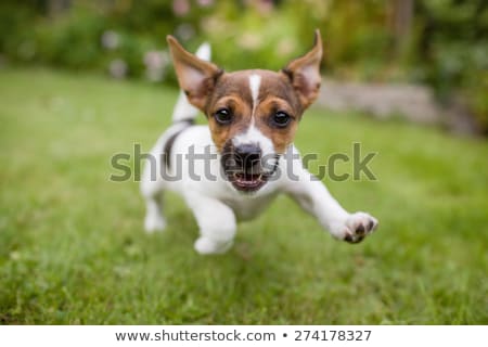 very-little-puppy-running-happily-450w-274178327.jpg