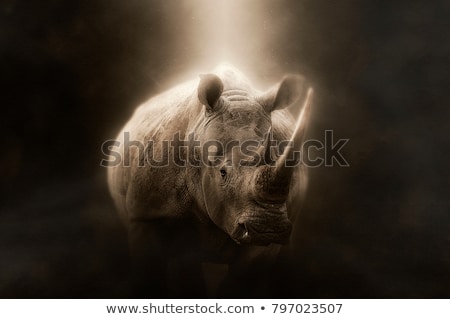white-rhino-on-brown-background-450w-797023507.jpg