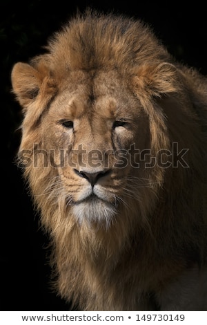 wild-beauty-young-asian-lion-450w-149730149.jpg