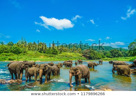 wild-elephant-sri-lanka-pinnawara-450w-1179896266.jpg