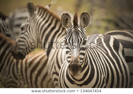 zebra-portrait-color-450w-134047454.jpg