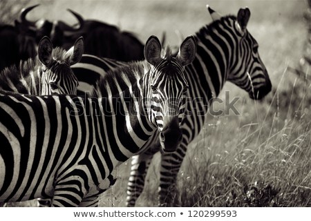zebras-masai-mara-during-great-450w-120299593.jpg
